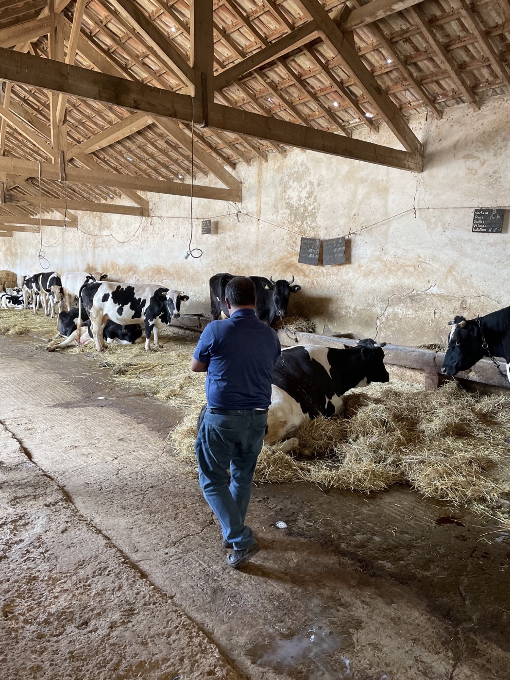 Une expérience de terrain auprès des animaux d’élevage